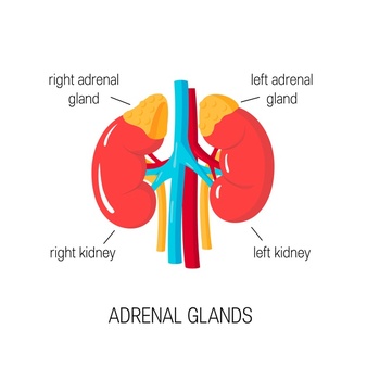 الغدد الكظرية