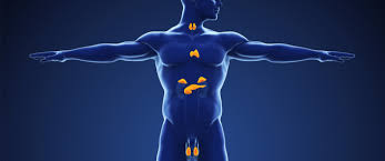 الغدد الصماء